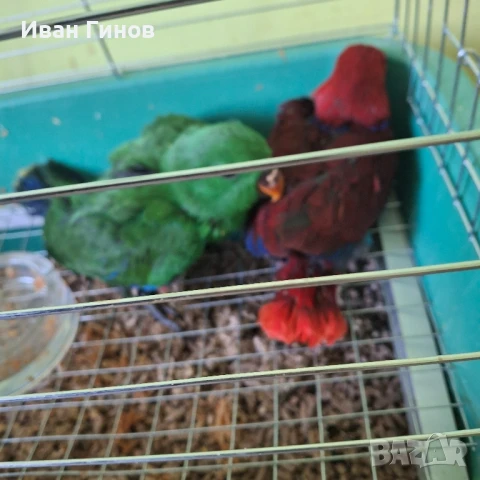 Папагали Еклектос , снимка 5 - Папагали - 51198945