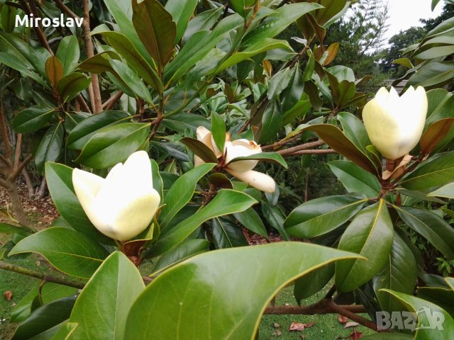 Магнолия Грандифлора (Вечнозелена), снимка 10 - Градински цветя и растения - 41378647
