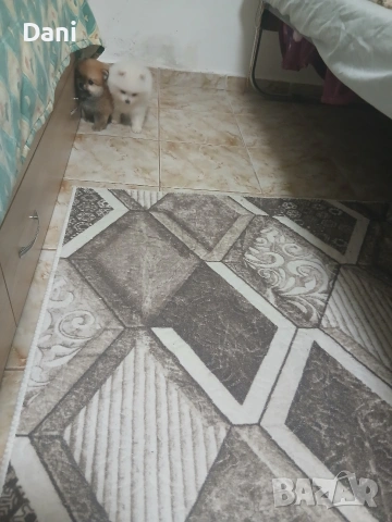 Mini Pomeran, снимка 13 - Померан - 53661268