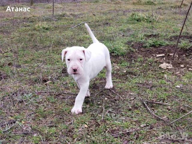 Чистокръвни Дого Аржентино