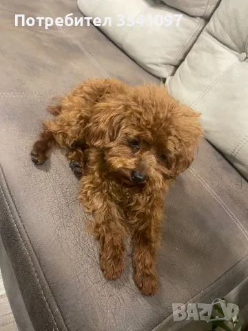 Той Пудел за разплод , снимка 5 - Пудели - 48428851