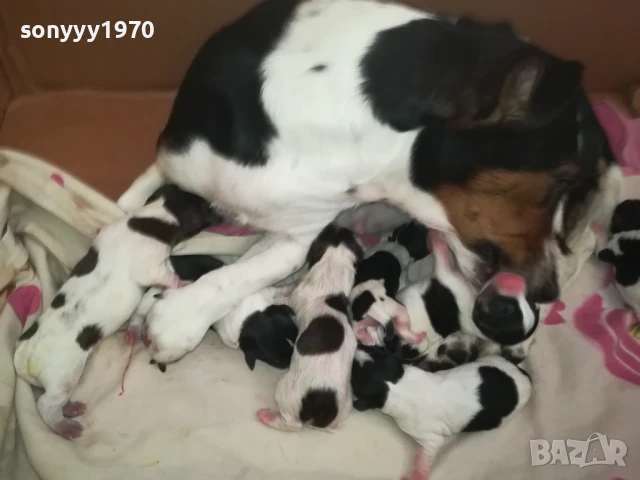 ДЖАК РЪСЕЛ БЕБЕТА-РОДЕНИ 11.08.25г 1208250705, снимка 3 - Джак ръсел териер - 51335235