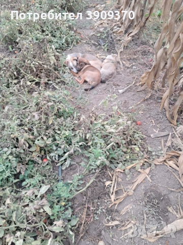 Подаряват се три принцеси, снимка 12 - Други - 52689762