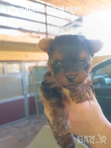 Мини йоркширски териери , снимка 4 - Йоркширски териер - 37413803