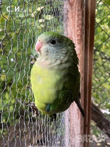 барабанди , снимка 1