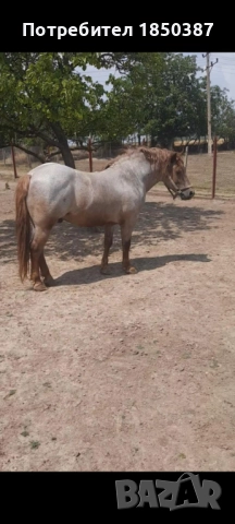 Тежковоз - жребец, снимка 3 - Коне - 52944975