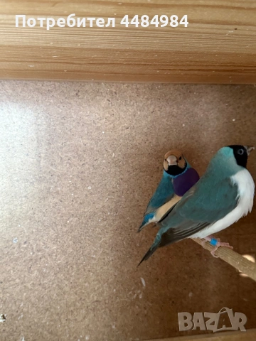 Продавам гулдови амадини 