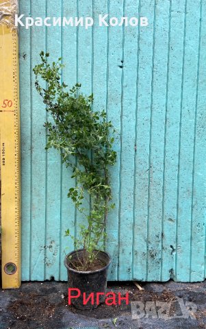 Подправки, билки, лечебни, екзотични растения, снимка 2 - Градински цветя и растения - 42253505