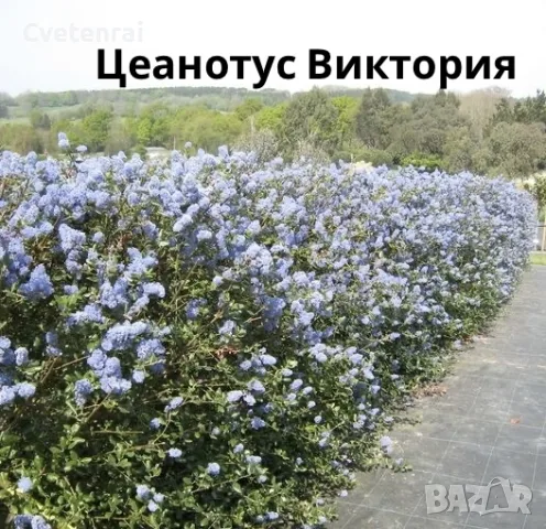 калифорнийски Люляк