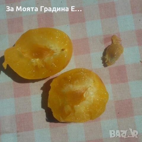 Жълта Джанка , снимка 2 - Градински цветя и растения - 53618982