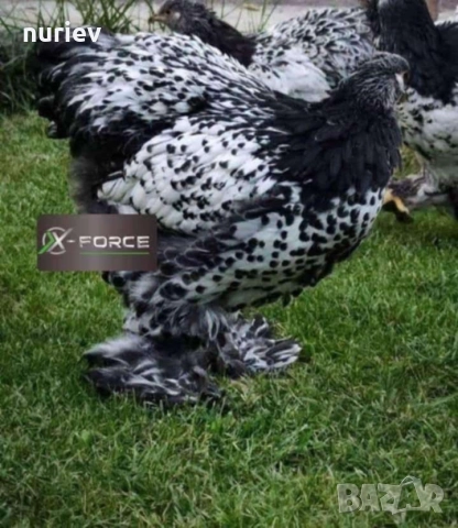 картал брама , снимка 9 - други­ - 52591246