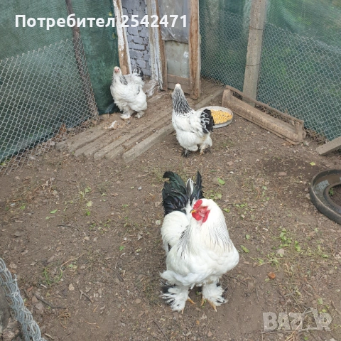 Яйца от Колумбийска брама, снимка 3 - Кокошки и пуйки - 53799620