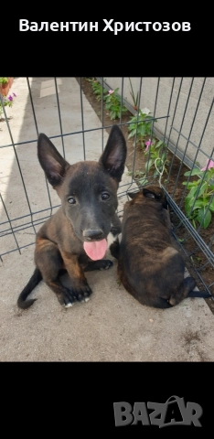 белгийска овчарка малиноа хердер , снимка 4 - Белгийска овчарка - 52656108