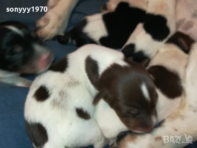 ДЖАК РЪСЕЛ-КУТРЕТА 250ЛВ ЗА ЕДНО 1708251005, снимка 3 - Джак ръсел териер - 51390012