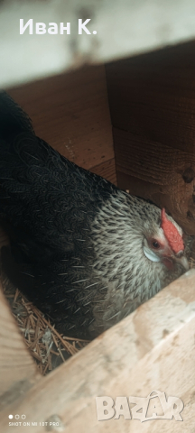 Продавам сребърен Розкомб., снимка 4 - Кокошки и пуйки - 44640537