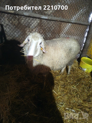 овце, снимка 4 - Овце - 53363475