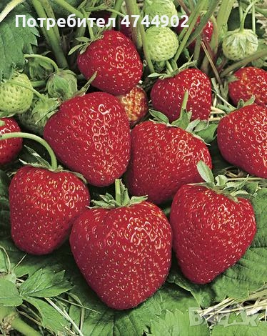 Prodavam razsad celogodishni qgodi sort Бъди , снимка 2 - Разсади - 53576626