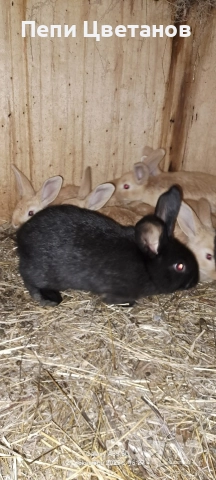 ЗАЙЦИ, снимка 5 - Други животни - 52926089