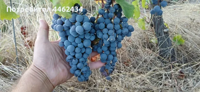 Продавам грозде Каберне Фран, снимка 9 - Други - 56307900