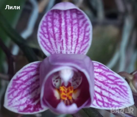 Орхидея фаленопсис Sogo Vivien peloric, снимка 1