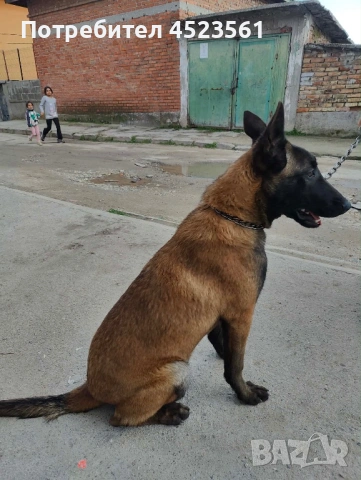 Белгиска овчарка, снимка 3 - Белгийска овчарка - 53669054