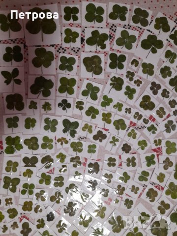 Четирилистни детелини, снимка 12 - Други - 21881277