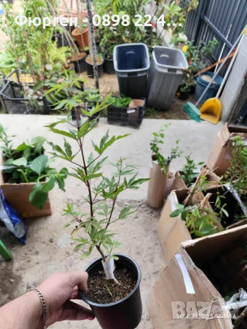 Дърво на целомъдрието (Vitex agnus castus) АВРАМОВО ДЪРВО, ВИТЕКС АГНУС КАСТУС, снимка 15 - Разсади - 46564154