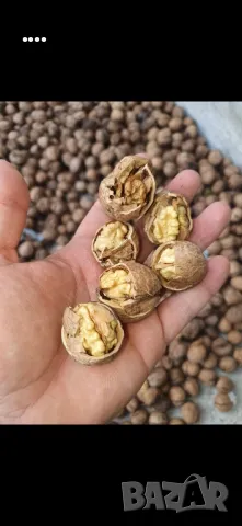 Орехи на черупка реколта 2024