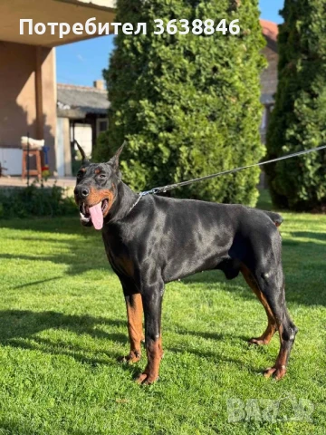 Доберман, снимка 5 - Доберман - 51430673