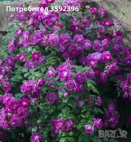 Продавам резници от  5 цвята рози катерливи общо за 10 лева, снимка 3 - Градински цветя и растения - 41246315