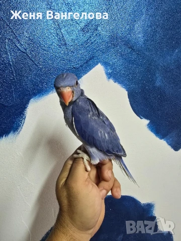 Малък александър, снимка 17 - Други - 34363436