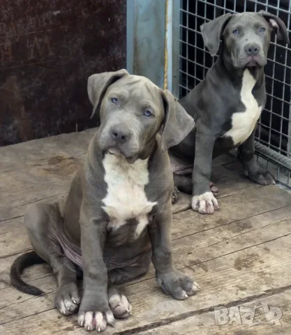 ТОП ЦЕНА!!!Американско були Хл American Bully Xl , снимка 2 - Други - 56049296