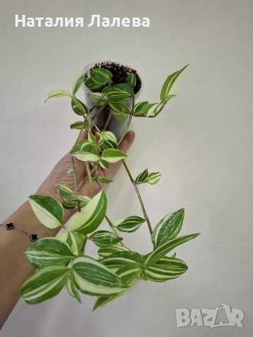 Традесканция, tradescantia yellow hill