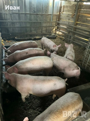 малки прасенца, снимка 3 - Прасета - 50174072