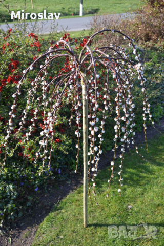 Плачеща върба (Salix caprea 'Kilmarnock'), снимка 2 - Градински цветя и растения - 44622111