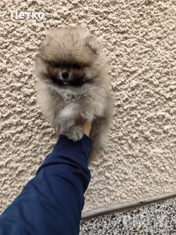 Померани, снимка 4 - Померан - 53604296