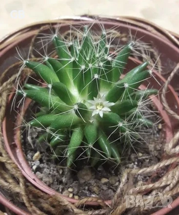 Алое Аристата / Aloe Aristata, снимка 8 - Стайни растения - 50549492