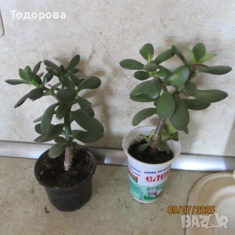 стайни цветя