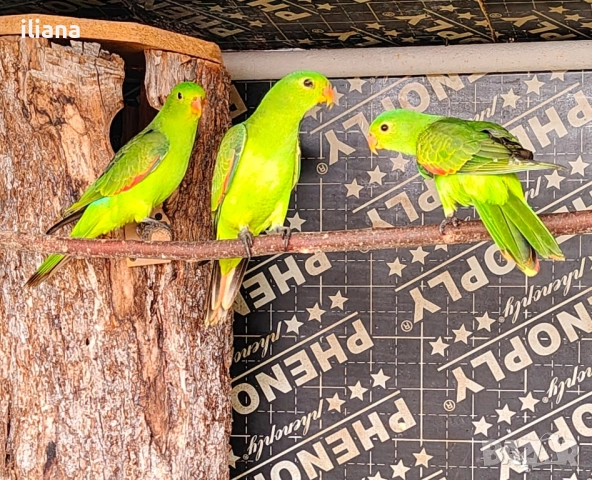 продавам различни видове папагали, снимка 15 - Папагали - 52450832