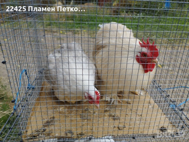  Чифт Бобтейл мини кохин , снимка 2 - други­ - 51082268