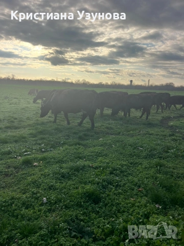 Продавам месодайни крави и телета, снимка 6 - Крави - 52697284