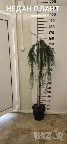 Японска лиственица/Larix kaempferi "Pendula", снимка 3 - Градински цветя и растения - 51047120