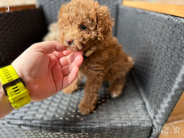 Мини Пудели Актуално от 27.2.2026, снимка 3 - Пудели - 53380316