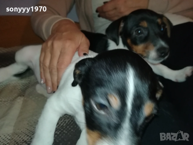 ДЖАК РЪСЕЛ КУТРЕ-ПОСЛЕДНА БРОЙКА-ЖЕНСКО 2610250706, снимка 8 - Джак ръсел териер - 52182513