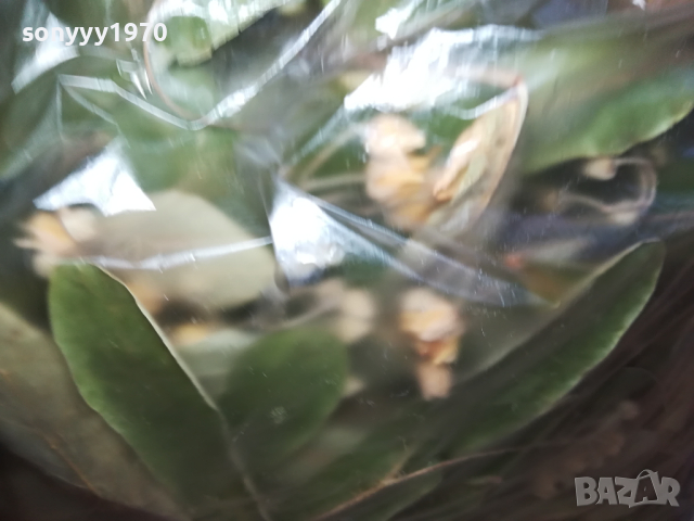 ЛИПА 2023 ГОДИНА-ГОЛЯМ ПЛИК С ЛИПА 0903241813, снимка 9 - Домашни напитки - 44685868