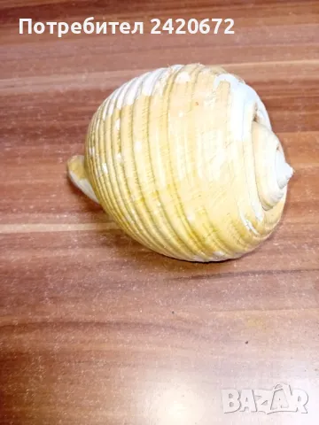 огромна  раковина