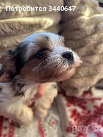 Мъжко йорки, снимка 12 - Йоркширски териер - 52553604