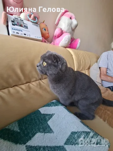Шотландска клепоуха котка, снимка 6 - Други - 55953270