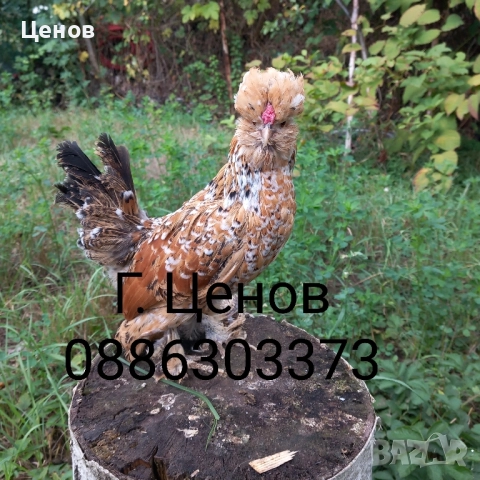 Чифтове струмски бантам, снимка 5 - други­ - 49315454