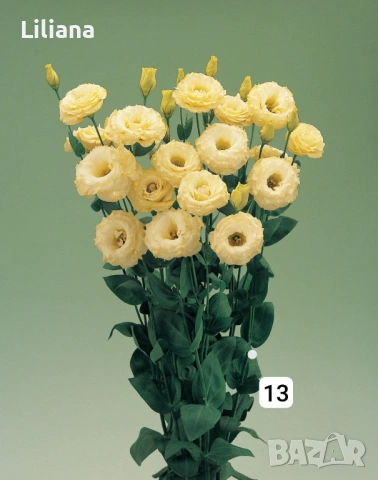 Семена (проф) Лизиантус ( Еустома), снимка 3 - Градински цветя и растения - 53397299